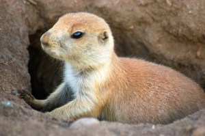 The neighbours over Francoise' back fence
