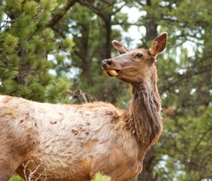 Elk crossing our path near the cabin