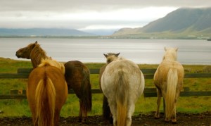 Icelandic PONIES